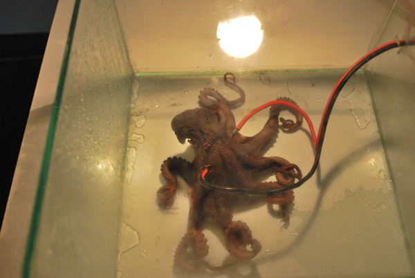 Martin uit den Bogaard - detail