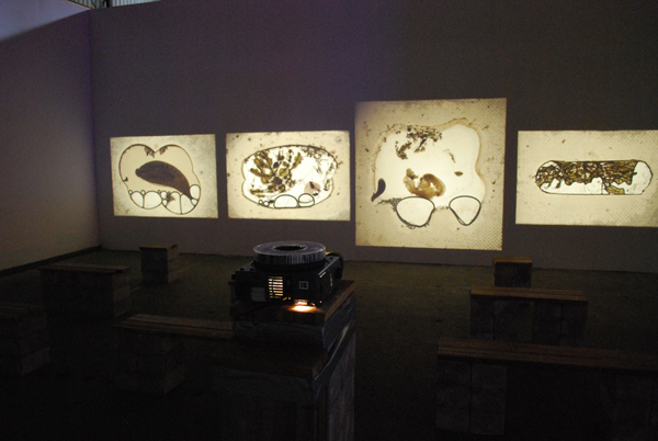 Egied Simons levende organismen in dia's