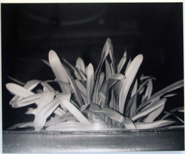 Lydia Weijers - Zonder titel - Zlivergelatine print Lydia Weijers - Zonder titel - Zlivergelatine print