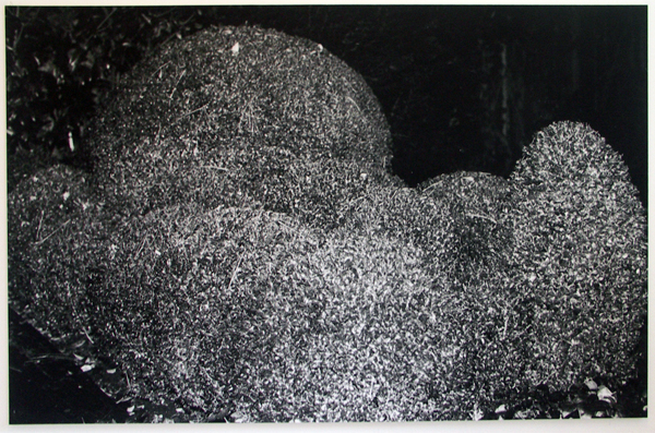 Lydia Weijers - Zonder titel - Zlivergelatine print Lydia Weijers - Zonder titel - Zlivergelatine print