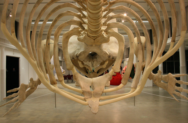 Natuurmuseum Brabant Potvis Natuurmuseum Brabant Potvis