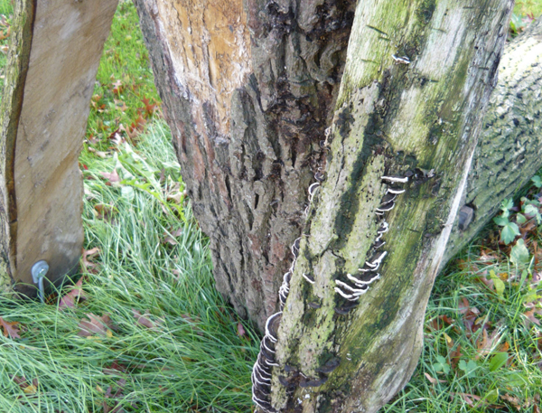 Tom Claassen - Theo en Theo - Hout (detail) Tom Claassen - Theo en Theo - Hout (detail)