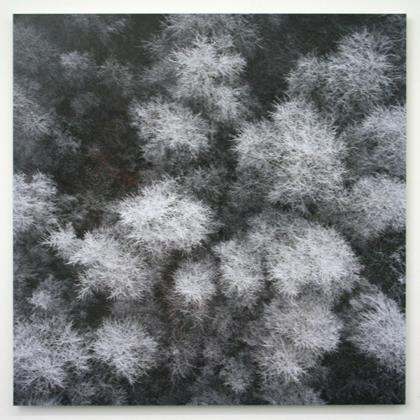 Gerco de Ruijter - Baumschule_2 Gerco de Ruijter - Baumschule