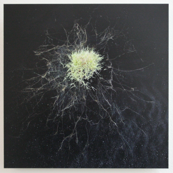 Gerco de Ruijter - Baumschule_5 Gerco de Ruijter - Baumschule