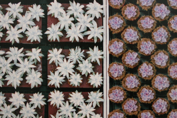 Gerco de Ruijter - Baumschule_7 Gerco de Ruijter - Baumschule