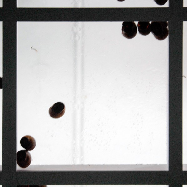 Paul Geelen - Sliding under Traces - Mixed media installatie met slakken