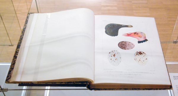 Alcide d'Obigny - Voyage Dans L'Amerique Meridionale - Boek