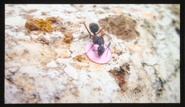 Rivane Neuenschander & Cao Guimaraes - Quarta-Feira da Cinzas (Epilogue) - 5,44minuten, HD-DVD