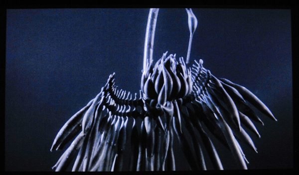 Saskia Olde Wolbers - Pareidolia - 12,25minuten