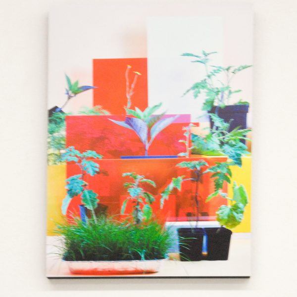 Eva Roovers - Nachtschade - Archival Inkjet Print