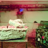 De Koninklijke Academie voor de Beeldende Kunsten in Den Haag is een van de meest interessante academies. Daar waar andere academies een kleine hoeveelheid studenten hebben die onder de beeldende [&hellip;]