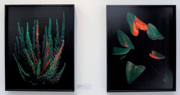 Heden - Lisa van Casand