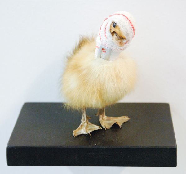 Pascal Bernier - Accident de chasse, poussin - Taxidermie