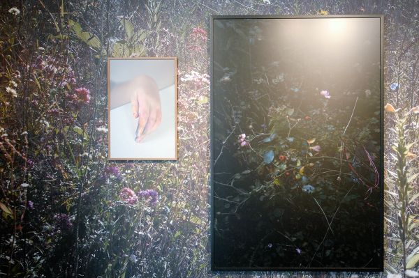 Elspeth Diederix - Kays Hand - 60x40cm C-print & Rosa New Dawn - 150x100cm C-Print