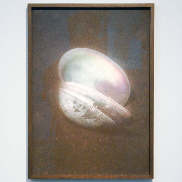 Elspeth Diederix - Shell - 50x36cm C-print