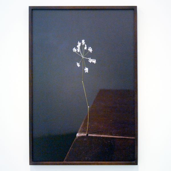 Elspeth Diederix - 2D Flower - Ultrachrome print