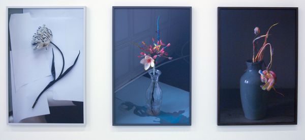 Elspeth Diederix - After Jacob Marrel & Diamond and Striped Tulips & Fluo Tulipa