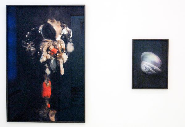 Elspeth Diederix - Birdsponge - Fine Art print & Pastelshell - Ultrachrome print