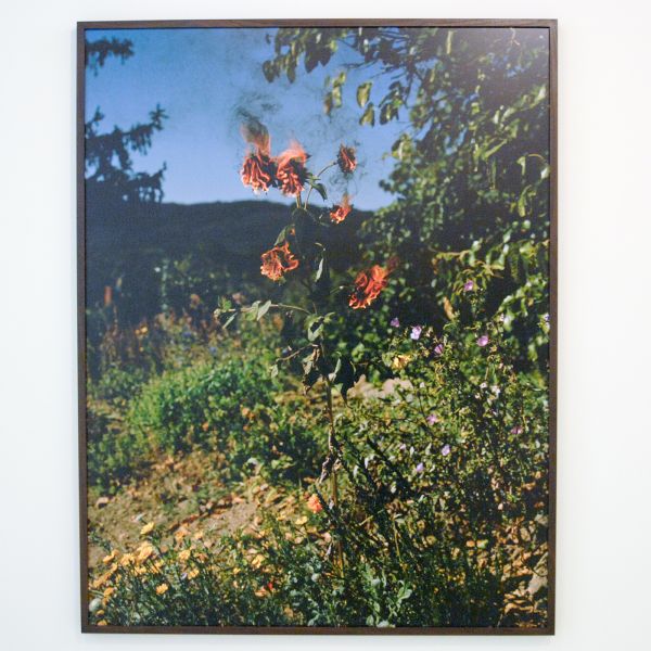 Elspeth Diederix - Flameflower - Ultrachrome print