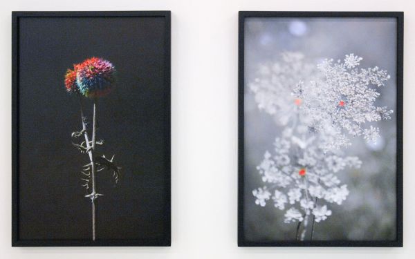 Elspeth Diederix - Rainbow Thistle & Red Dot Lace - Ultrachrome prints