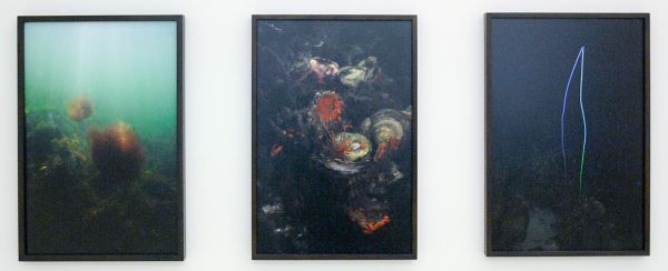 Elspeth Diederix - Weedballs & Still Life Shell & Whipcoral - Ultrachrome print