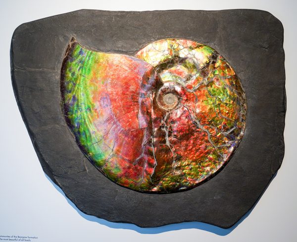 ArtAncient - Placenticeras spp, 74miljoen jaar BC