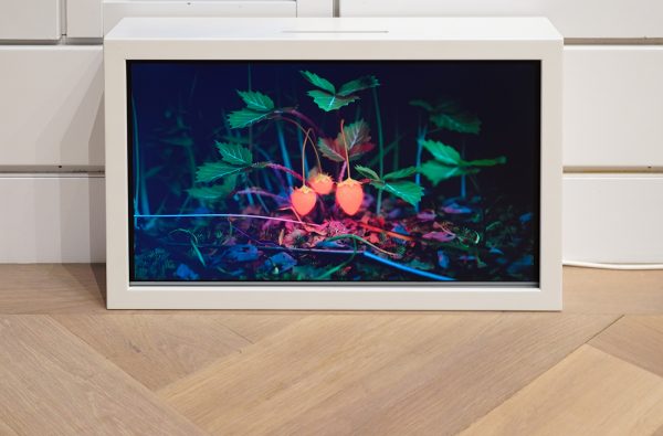 Eelco Brand - Strawberries