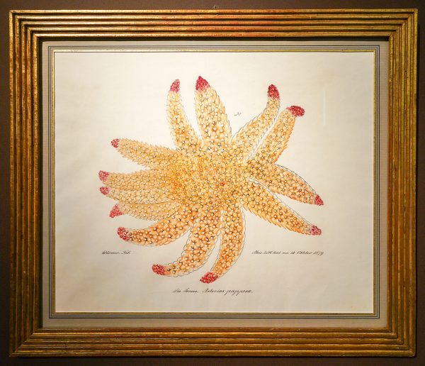 Jean-Francois Heim - Aloys Zotl