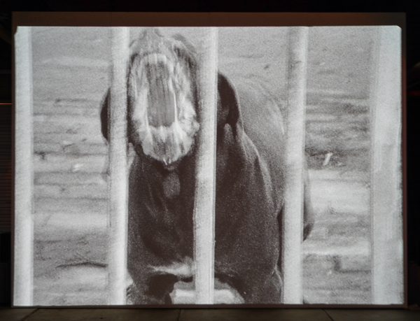 Jeroen Eisinga - Het Zesde Zintuig (The Sixt Sense) - 2,53minten 16mm naar SD, zwartwit met stereo geluid