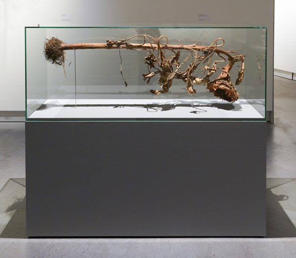 Loek Grootjans - Storage for Distorted Matter (Case VvG) From Vincent's Asylum; Vincent's Sunflower - Gedroogde zonnebloem in vitrine