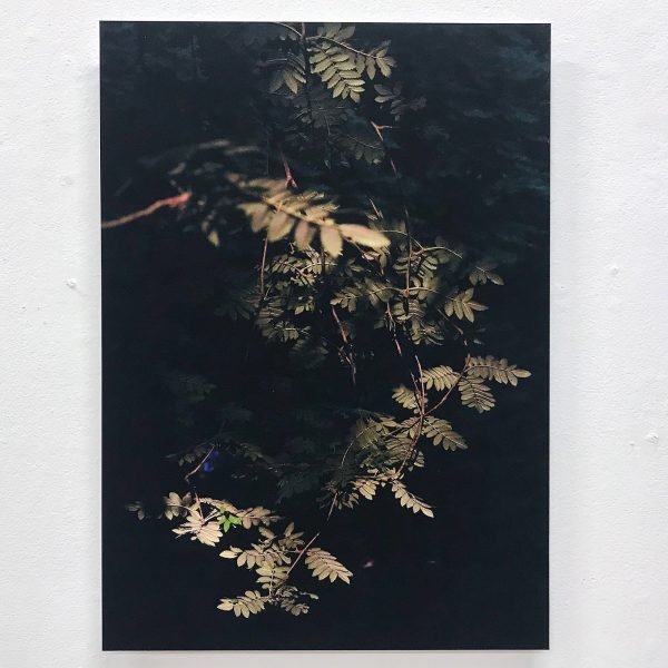 Joris Broekhoven - Leaves - 56x40cm Archiefprint op dibond