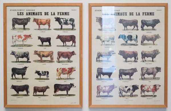Marcel Broodthaers - Les Animaux de la ferme - 82x60cm Kleuren offset