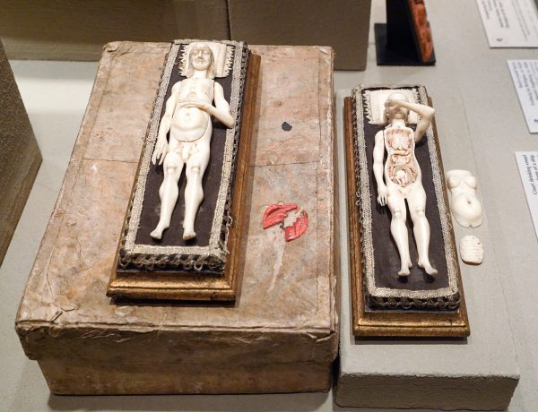 Georg Laue Kunstkammer - Anatomisch model omstreeks 1680