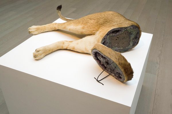 Idiots - Geological Discovery