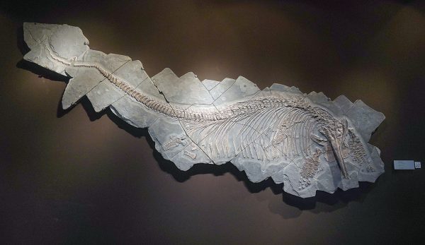 Stone gallery - Ichtyosaurus, Duitsland, 180 miljoen jaar oud