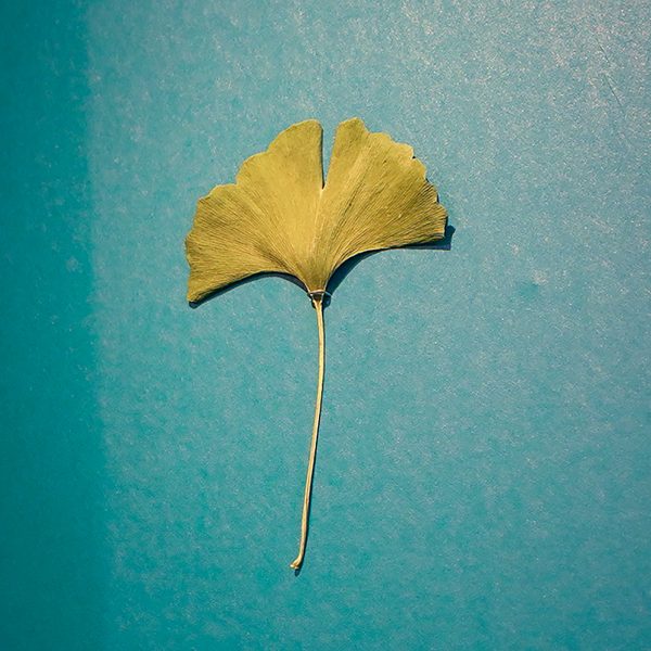 Blad van de Ginko Biloba uit het stadspark de Plantage