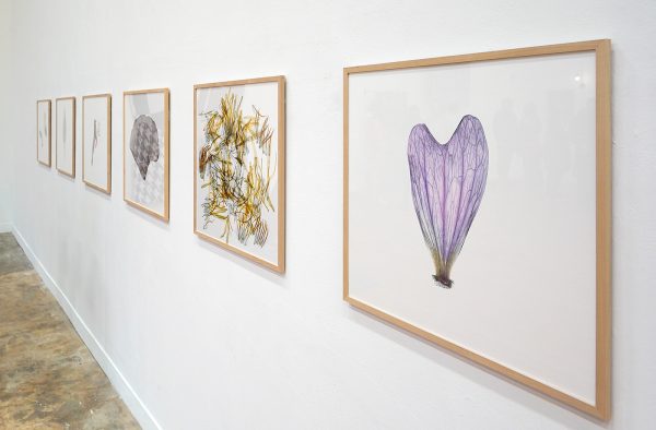 Kim Gromoll - The Enlightenment of Plant 45, 4, 12, 18, 50, 69 -62x62cm, Hahnemuhle Fine Art Poto Rag Baryta, esdoornlijst en glas