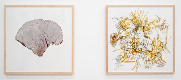 Kim Gromoll - The Enlightenment of Plant 45, 4, 12, 18, 50, 69 -62x62cm, Hahnemuhle Fine Art Poto Rag Baryta, esdoornlijst en glas (detail)