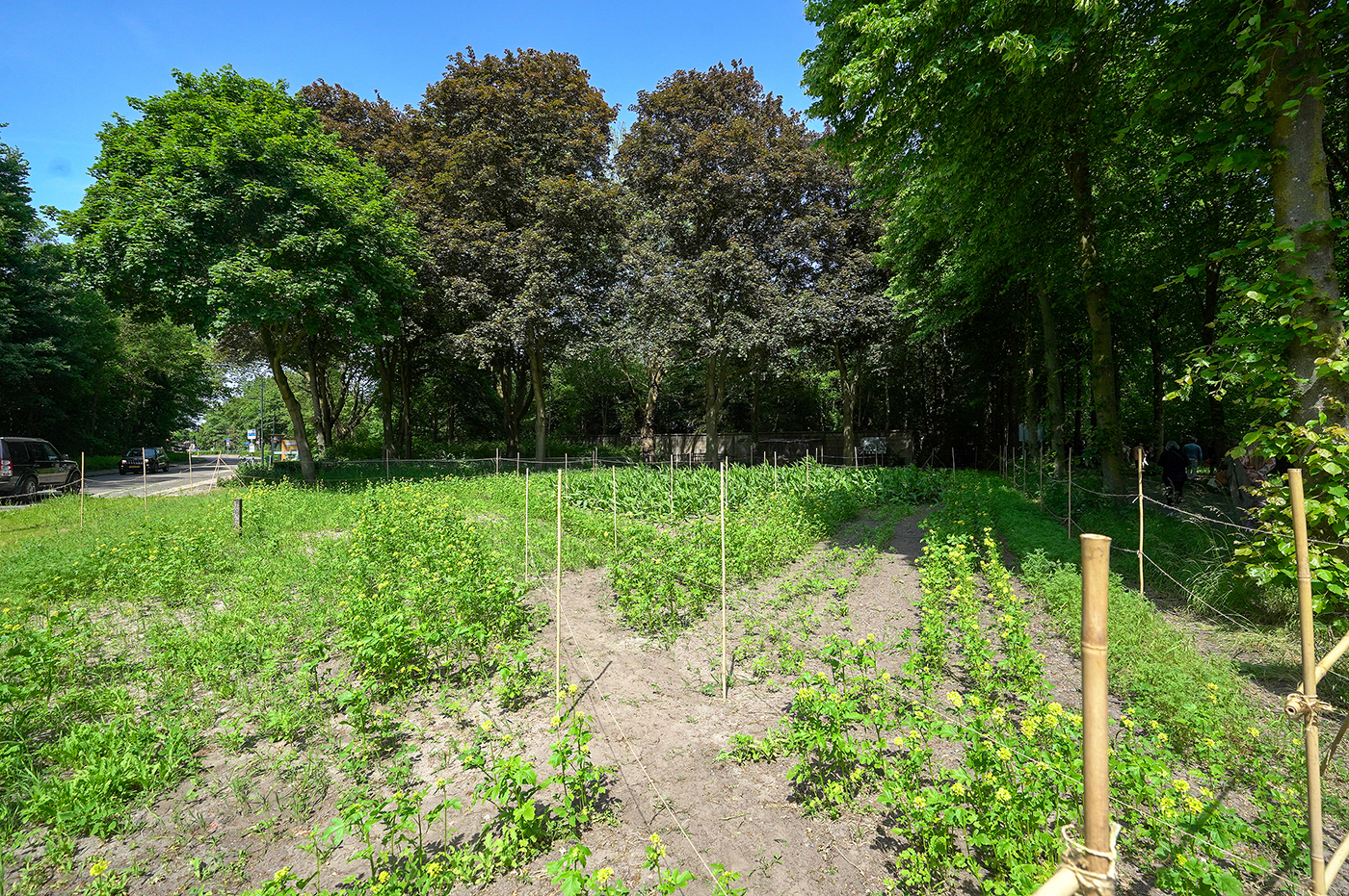 Rudy J Luijters - Carduelis Caduelis - Kaardenbollen, gele mosterd, slaapbol en facelia