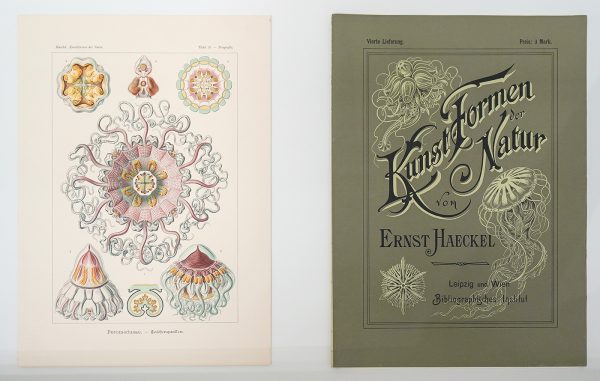 Ernst Haeckel - Periphylla Tafel 38 uit Kunstformen der Natur - 1899-1904