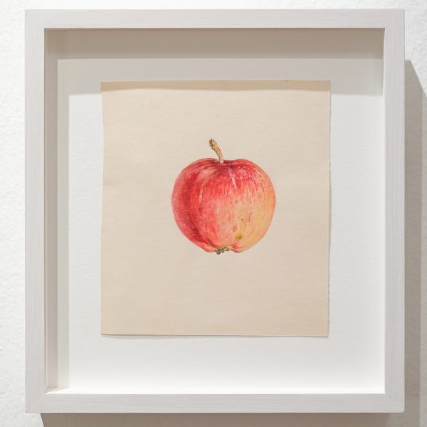 Hilma af Klint - Appel - Waterverf op papier, onbekend jaartal