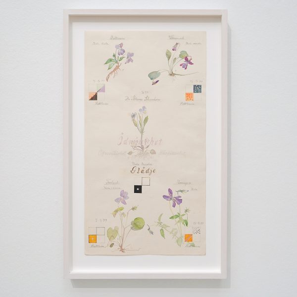 Hilma af Klint - Natuurstudies Dornach, paarse bloesems met richtlijnen, 6 juni-3juli 1919 - Waterevrf met potlood, inkt en metaalverf, 1919