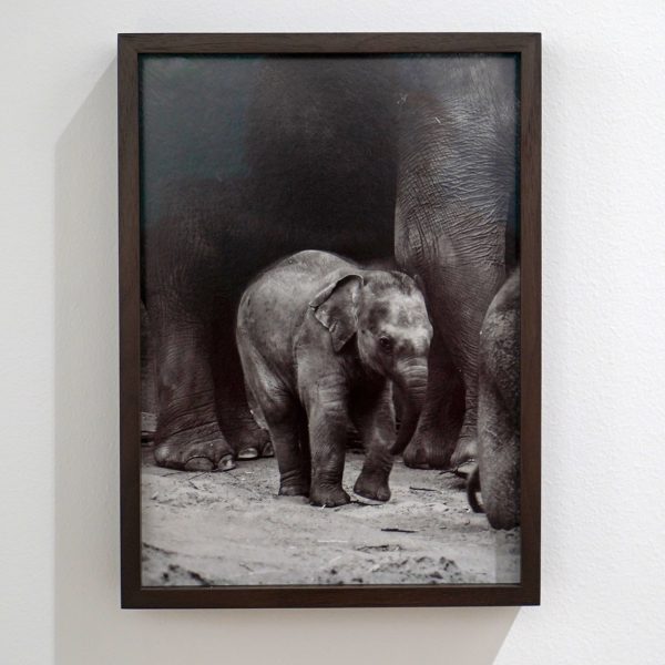 Andriesse Eyck - Charlotte Dumas