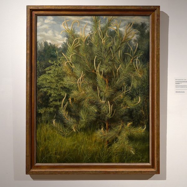 Fritz Vahle - Junge Bluhende Kiefer - Olieverf op doek, 1939