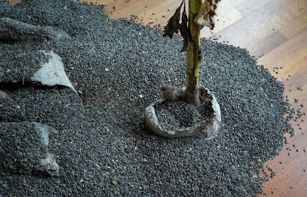 Jarik Jongman - Lazarus - Installatie, gips, olieverf, montagekit, zonnebloempitten en zonnebloemen (detail)