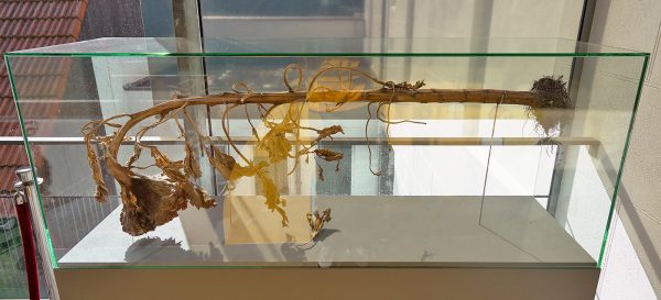 Loek Grootjans - Uit Vincent's Asylum - Gedroogde zonnebloem in vitrine