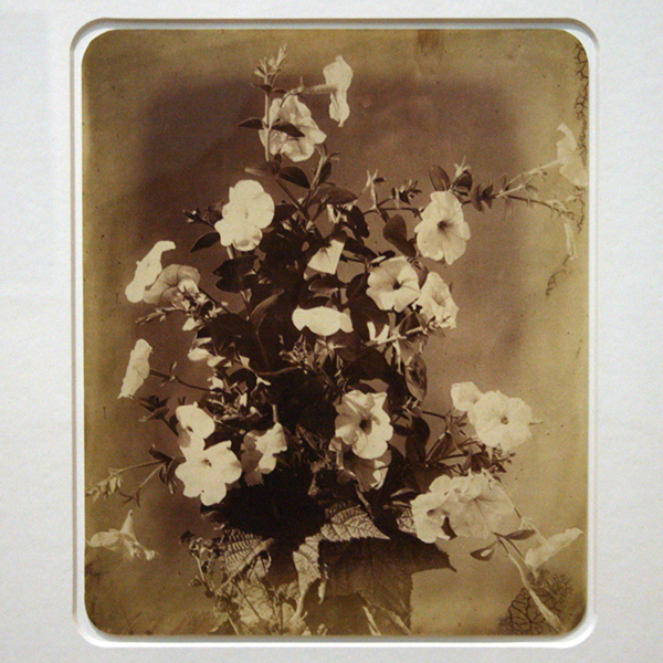 Adolphe Braun - Petunias (de; Fleurs Photographiees) - Albumine druk 1885