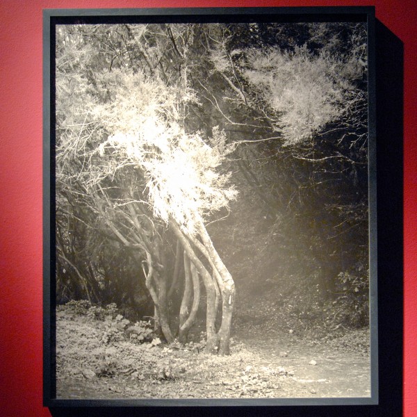 Awoiska van der Molen - #351-10 - 50x60cm Zilvergelatine hand print