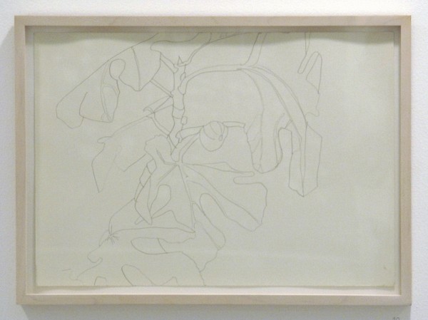 Bettie van Haaster Vijg neo Marmaras - 29x41cm Potlood op papier