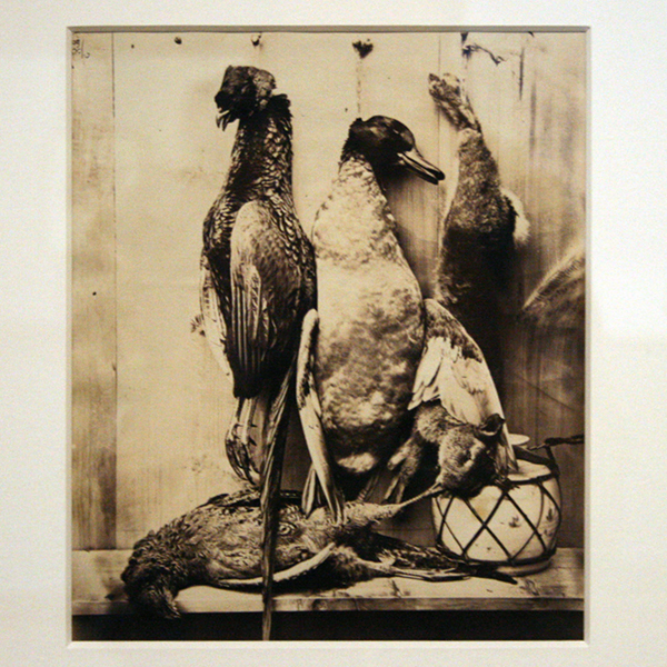 Captain N Baily - Hunt Still Life - Albuminedruk 1863